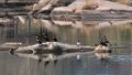 Cormorants at rest  Inks Lake Hatchery (2)